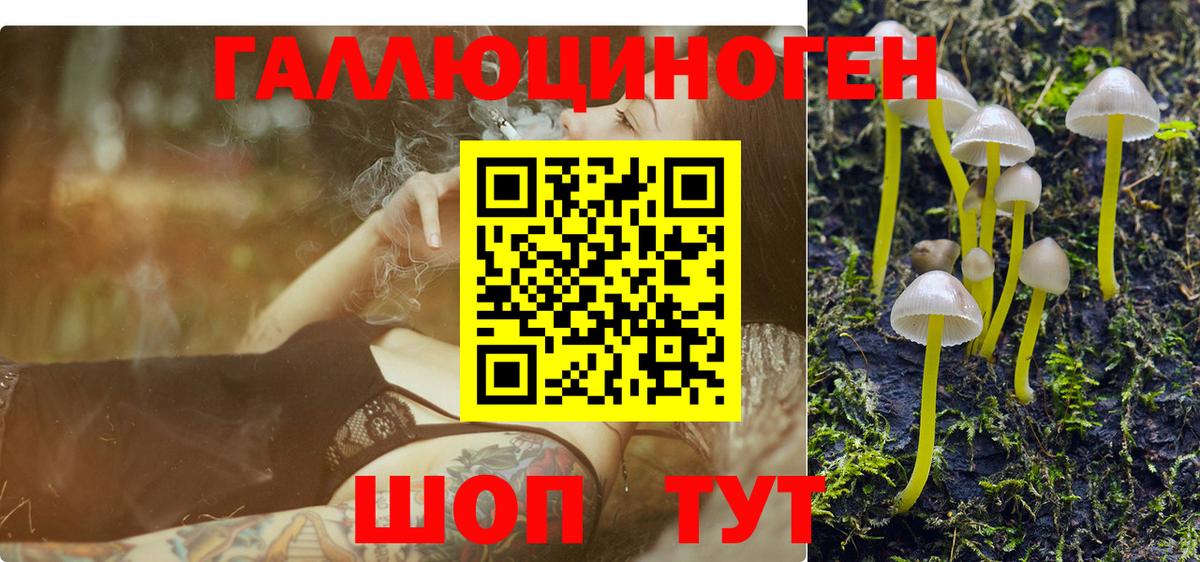 Галлюциногенные грибы Psilocybe Буйнакск